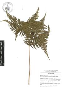 Macrothelypteris torresiana image